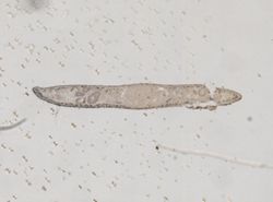 Phagocata gracilis image