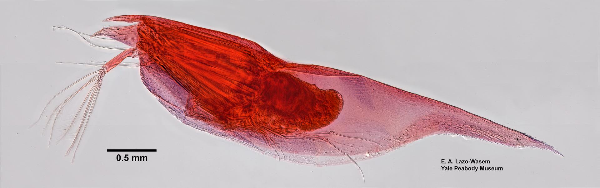 Conchoecilla daphnoides image