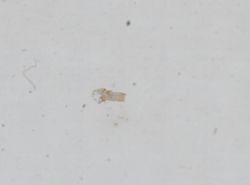 Somatogyrus obtusus image