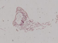 Crepidula plana image