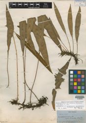 Elaphoglossum sellowianum image