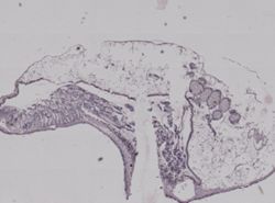Crepidula fornicata image
