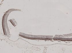 Vampyroteuthis infernalis image