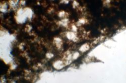 Neopetrosia carbonaria image