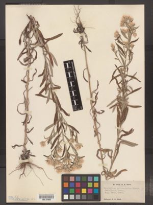 Pseudognaphalium obtusifolium ssp. obtusifolium image