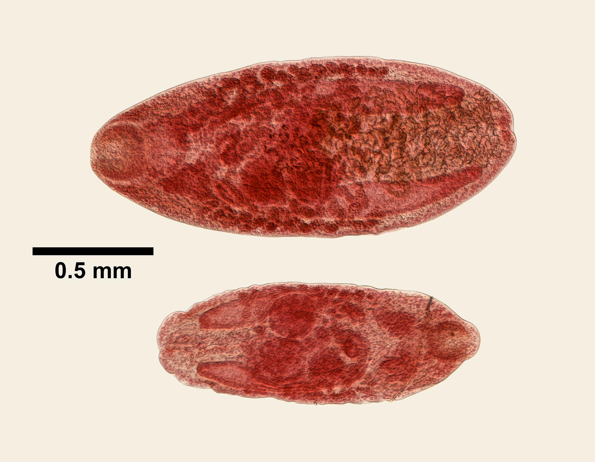Cephalogonimus americanus image