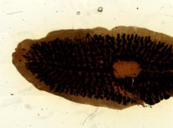 Procotyla fluviatilis image