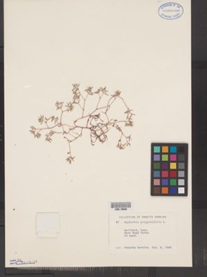 Chamaesyce polygonifolia image