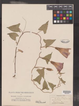 Calystegia sepium var. pubescens image