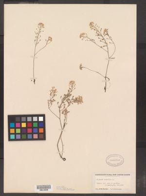 Aurinia saxatilis image