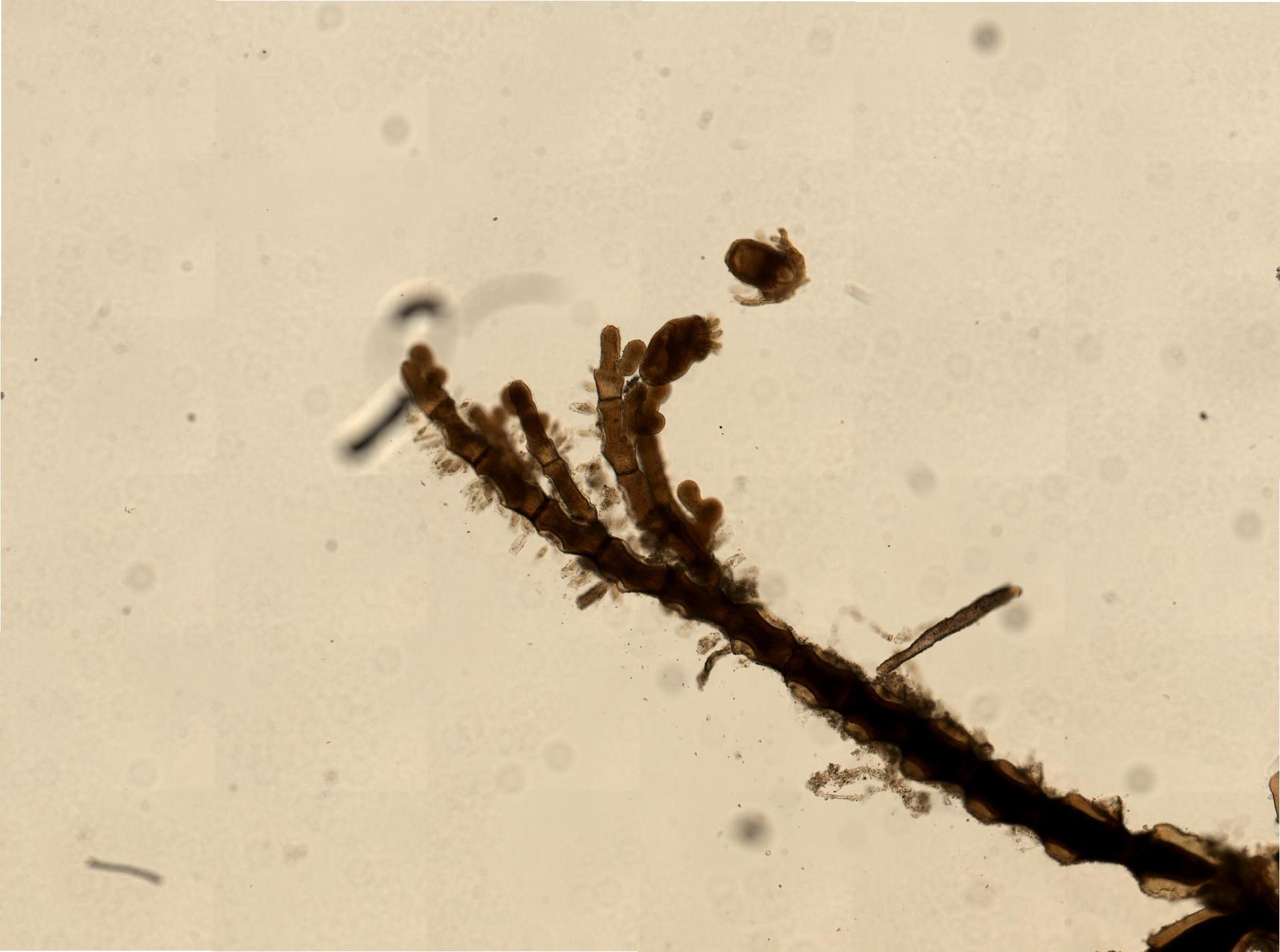 Urnatella gracilis image