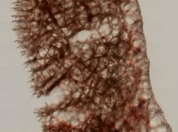 Callyspongia vaginalis image