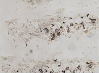 Celleporaria brunnea image