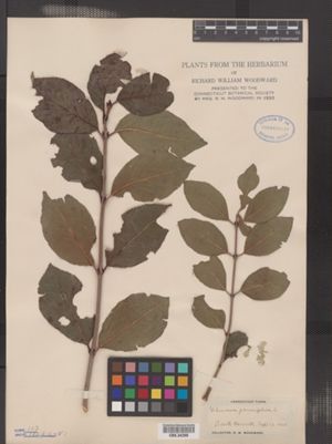 Viburnum prunifolium var. globosum image