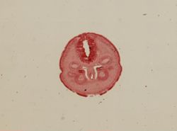 Fragilonemertes rosea image