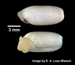 Cylichna alba image