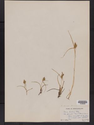 Carex viridula ssp. oedocarpa image
