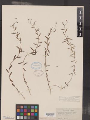 Campanula aparinoides image