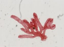 Enoplobranchus sanguineus image