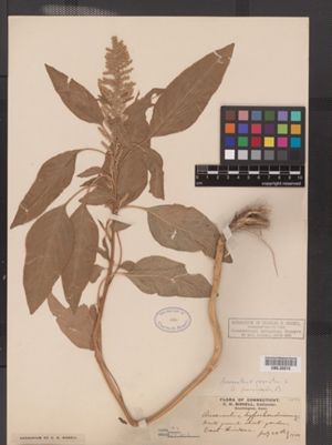 Image of Amaranthus cruentus