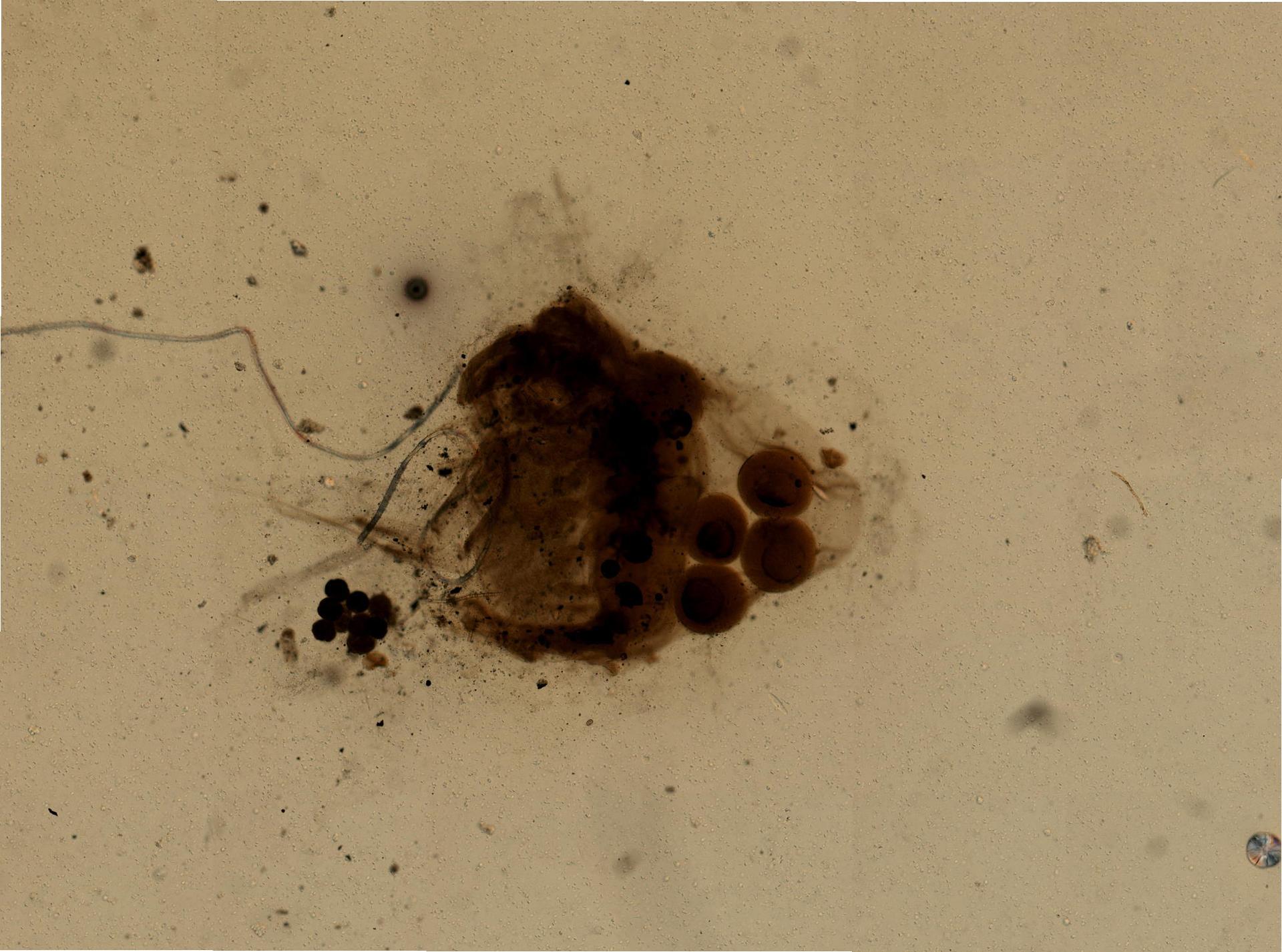 Holopedium gibberum image