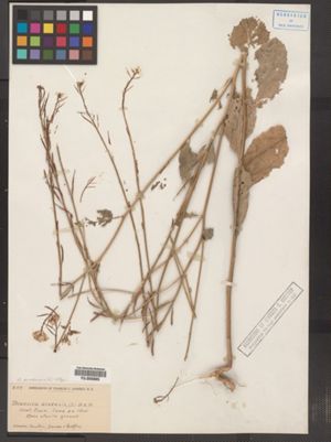 Sinapis arvensis ssp. arvensis image