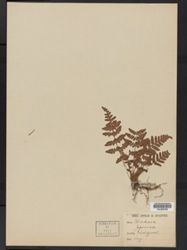 Woodsia macrochlaena image