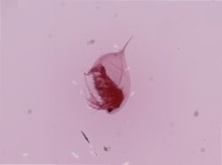 Daphnia ambigua image