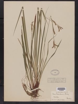 Carex knieskernii image