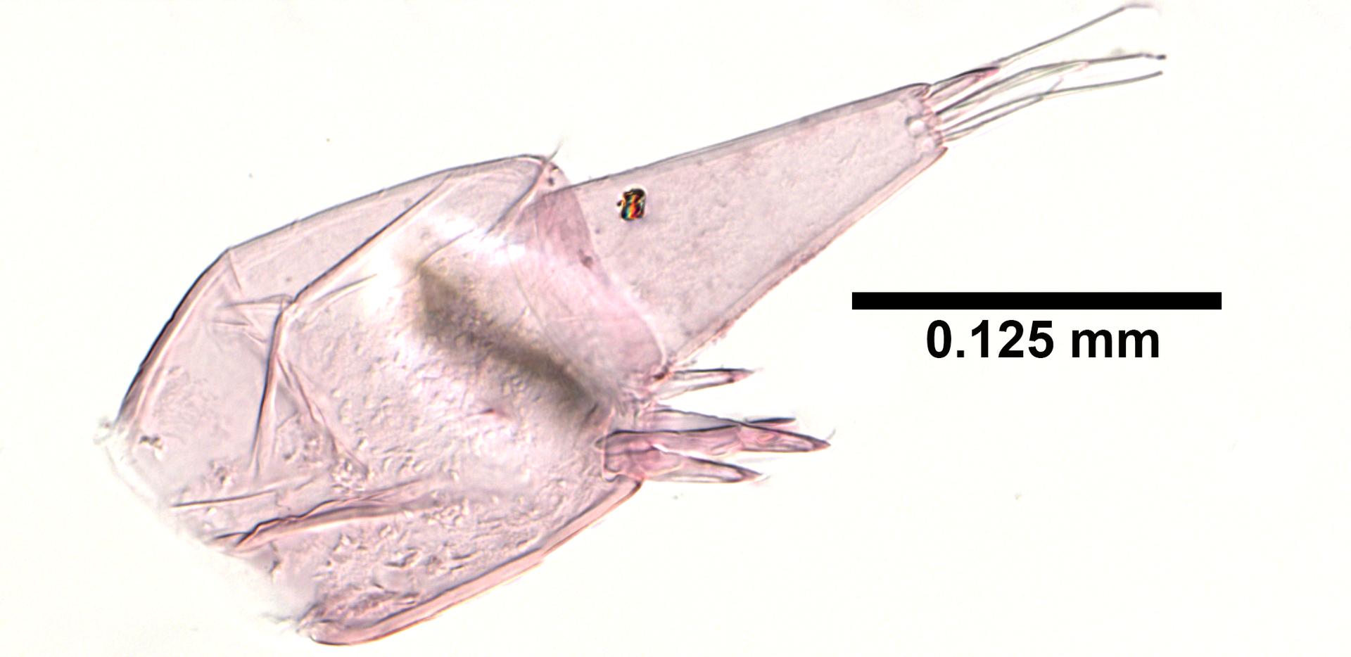 Hyalellidae image