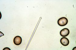Placospongia carinata image