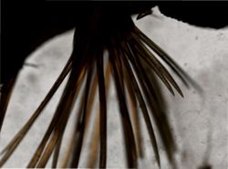 Austrolaenilla mollis image
