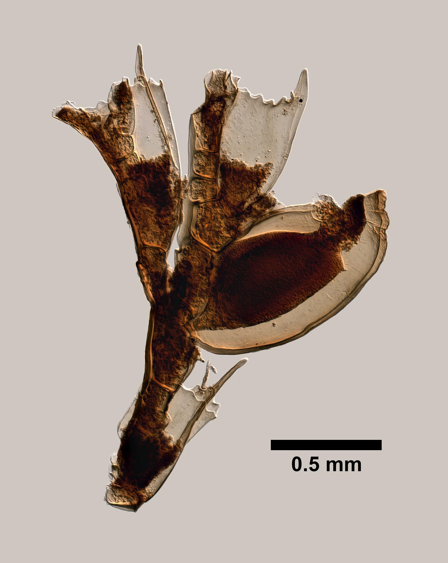 Aglaophenopsis cornuta image