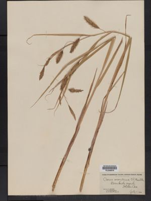 Carex paleacea image
