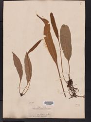 Elaphoglossum sieberi image