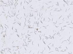 Neopetrosia vanilla image