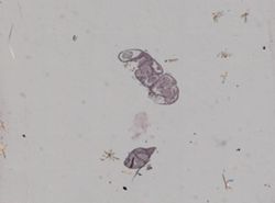 Crepidula plana image