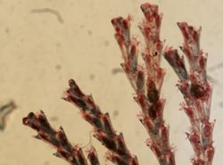 Crisularia turrita image