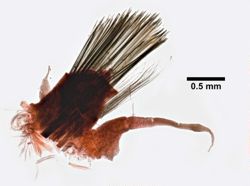 Lepidonotus sublevis image