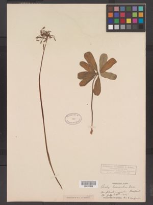 Image of Oxalis lasiandra