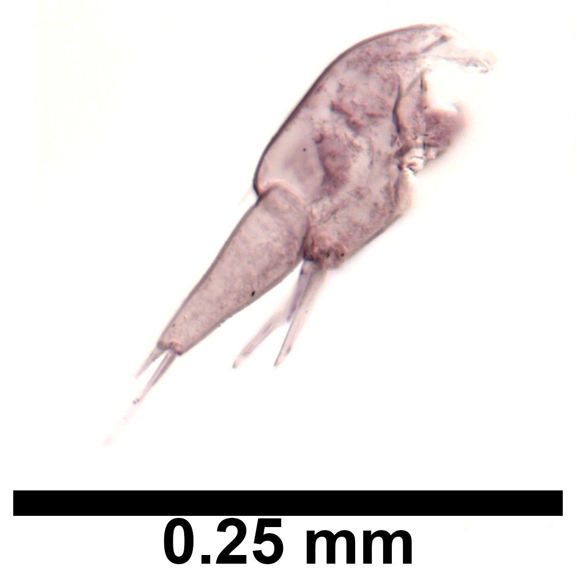 Hyalella azteca image