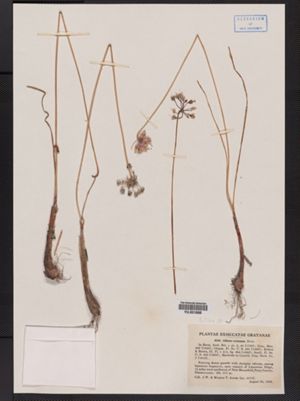 Image of Allium cernuum