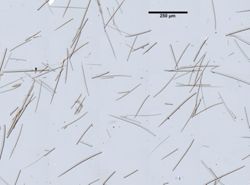 Hymeniacidon heliophila image