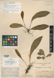 Elaphoglossum cubense image