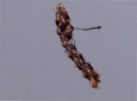 Scrupocellaria scruposa image
