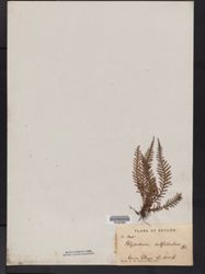 Tomophyllum repandulum image