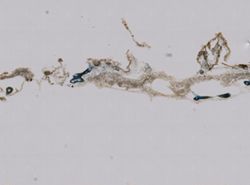 Phyllospongia lamellosa image