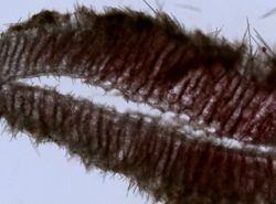 Sycon ciliatum image