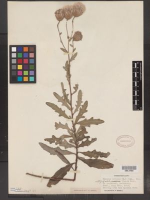 Cirsium arvense var. integrifolium image