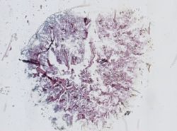 Clathria prolifera image